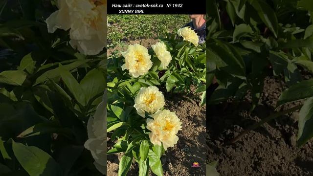 Пион Sunny Girl. Цветение 2022 года / Сад Ворошиловой