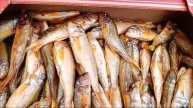 Барабулька холодного копчения