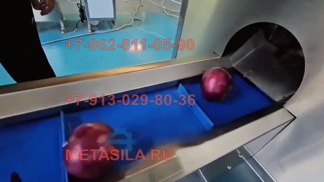 Станок для очистки лука от корней и шейки (500-600 кг/ч)
