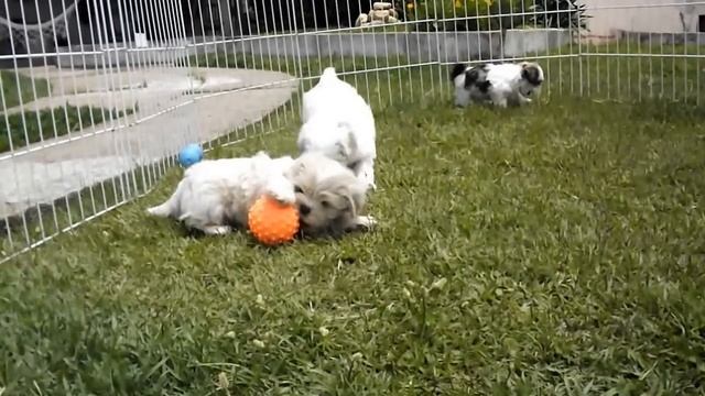 Filhotes de Lhasa Apso