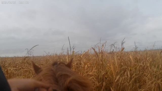 Вылезь падла с кукурузы.mp4