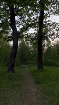 PeshiyYar дубовая роща красивый летний день Ярославль