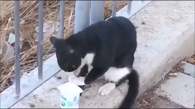 Кот лапой ест сметану