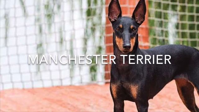 Grupo 3 - Terriers
