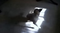 Talking Shocker Dog