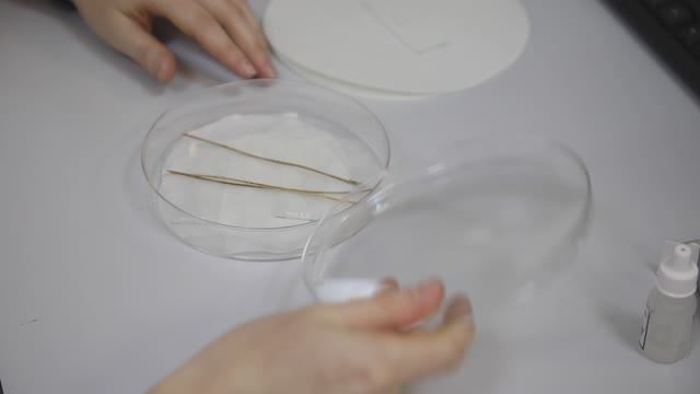 Диагностика коричневого пятнистого ожога хвои сосны методом микроскопирования