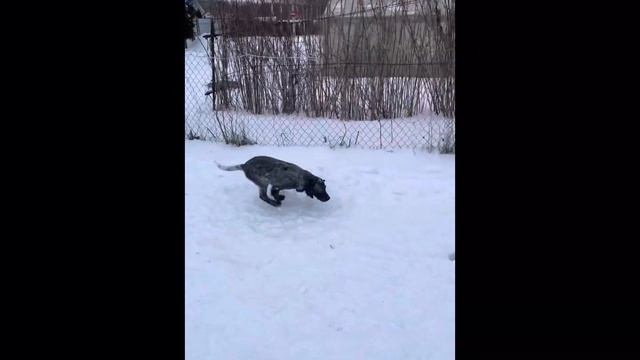 Камхантинг Ульяна 1