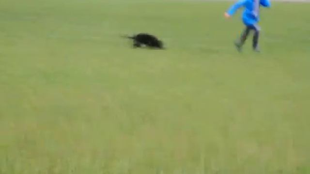 Dolce Dea Apriori- Kennel dogs(племеной питомник собак)