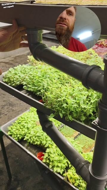 Sity Farm | Сити Ферма Живые Продукты