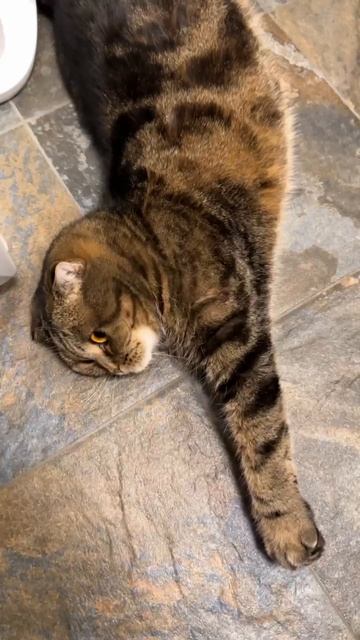 ЧЕССИ🐯УТРЕННИЙ ПРОГРЕВ 🤣
