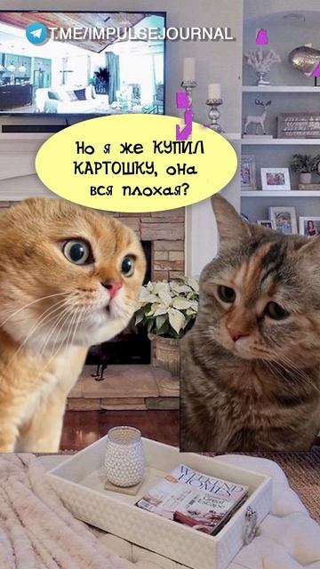 Картофель #мыкотики #вмем #разговор #анекдот #шутки #животные #юмор #кошки #смешное #мемы #скетчи