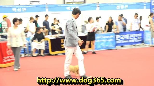 2016.07.09 KKF DOG SHOW - Norfolk Terrier