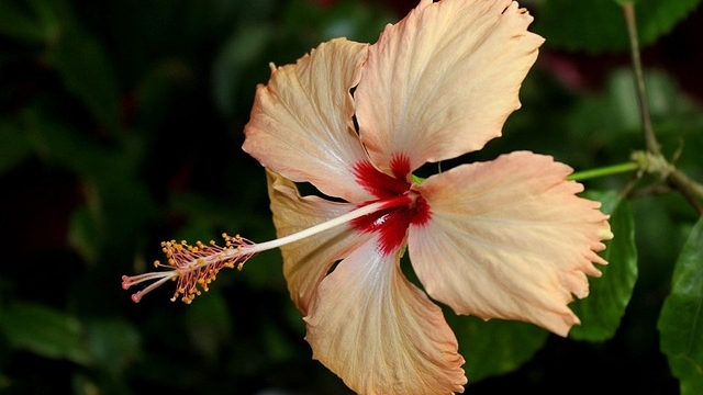 Осмотр балкона в январе. Что радует 🙂🌺🌺🌺