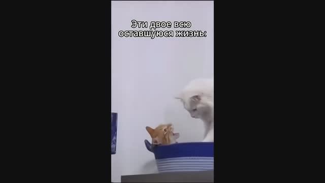 🤣🤣🤣 СМЕШНЫЕ ЖИВОТНЫЕ ЛУЧШИЕ ПРИКОЛЫ С КОТАМИ, СОБАКАМИ, ЖИВОТНЫЕ, СМЕШНЫЕ ВИДЕО