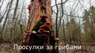 Прогулки за грибами. Иду зимой в смешанный лес за зимними опятами.