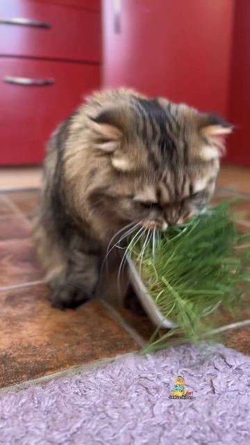 А ваши питомцы кушают траву?🌱😸