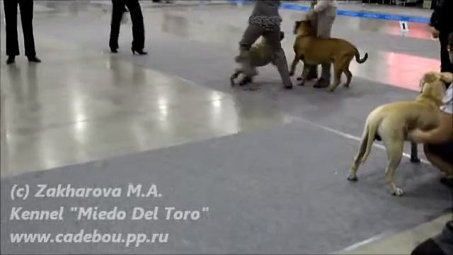 Russia 2011. Ca de bou/ка де бо. Юниоры кобели/Junior males