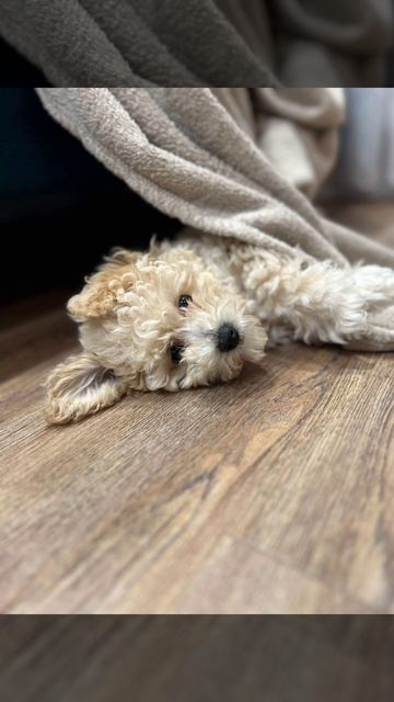 Мальтипу.Бишпу.Собака.Любовь.