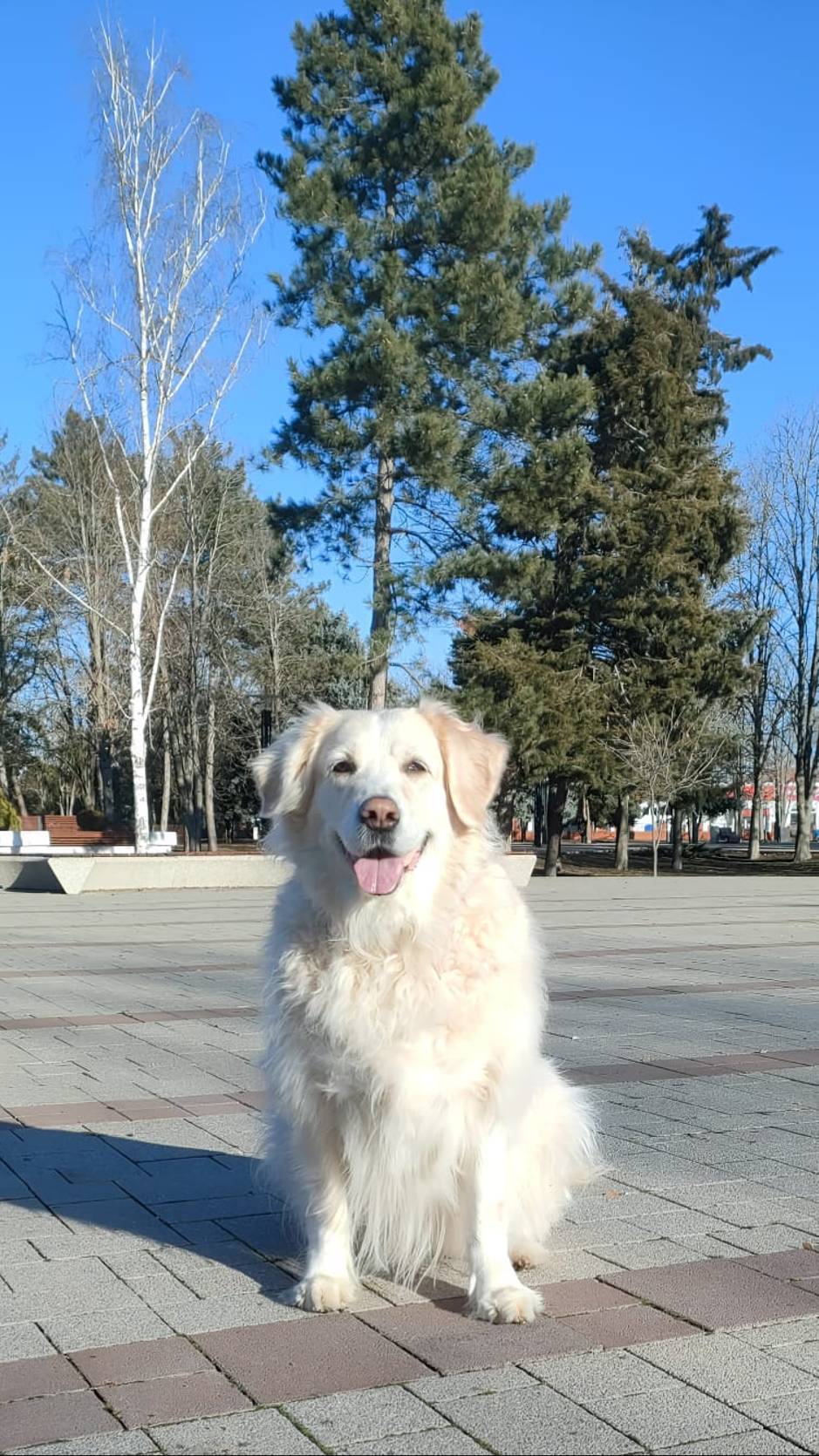 #Tori в парке. #зима #animals #doglife