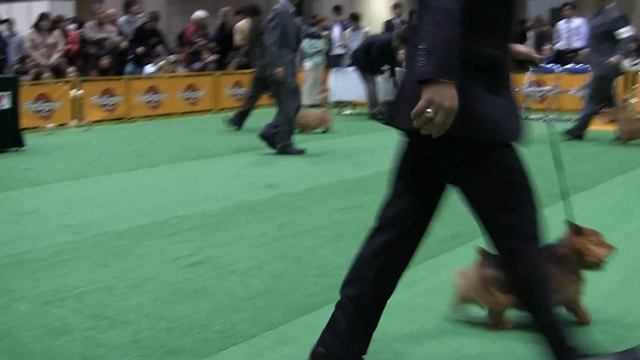 norwichTerrier FCI Japan international dog show 2012