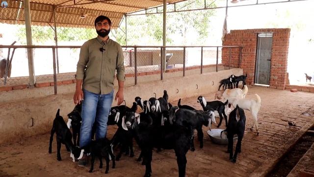 23 साल का इंजिनियर घर पर रहकर Goat Farming से कर रहा हैं लाखों की कमाई | Goat Farming Business