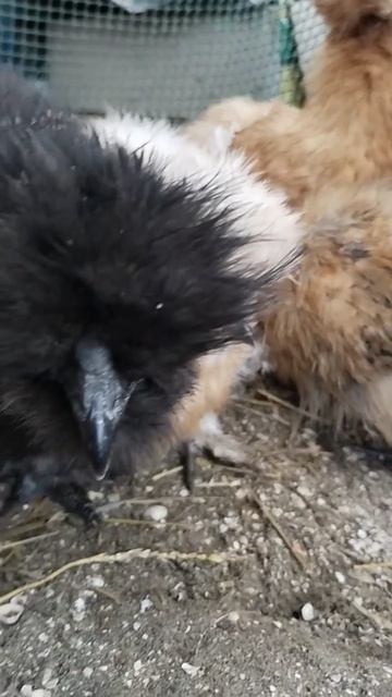 Шелковые курочки #silkies