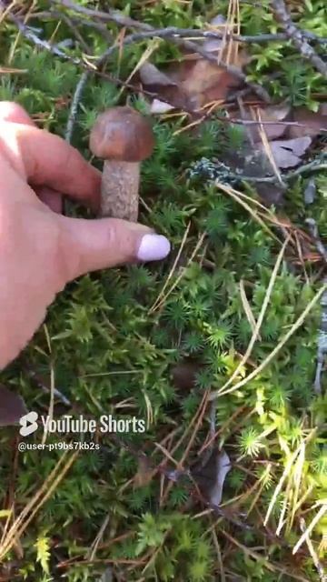 Как такой не взять#How not to take one #sorts #forest #лес