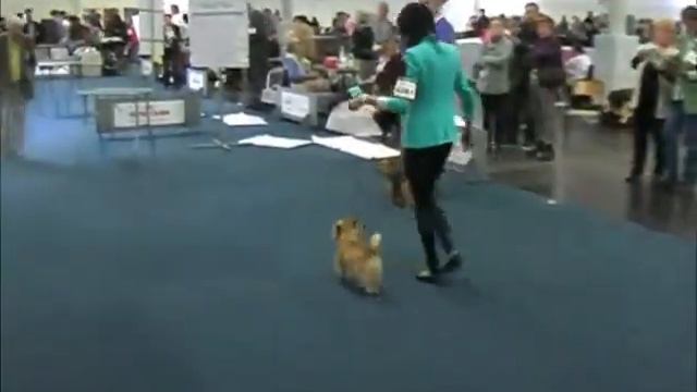 VDH Europasieger-Show Norwich Terrier, Hündinnen Zwischenklasse 2012