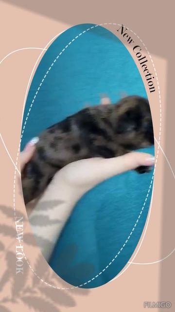 Французский бульдог дев. 11.01 25г.р