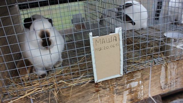 1 серия. Кроликоферма в теплице. Клетки для кроликов, Кролики и кроликовод. Кролики Калифорнийской