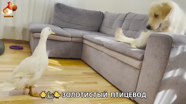 Щенок с цыплятами и утятами 🐤🦆🐶 Золотистый ретривер птицевод ❣️🥰😂 (26)