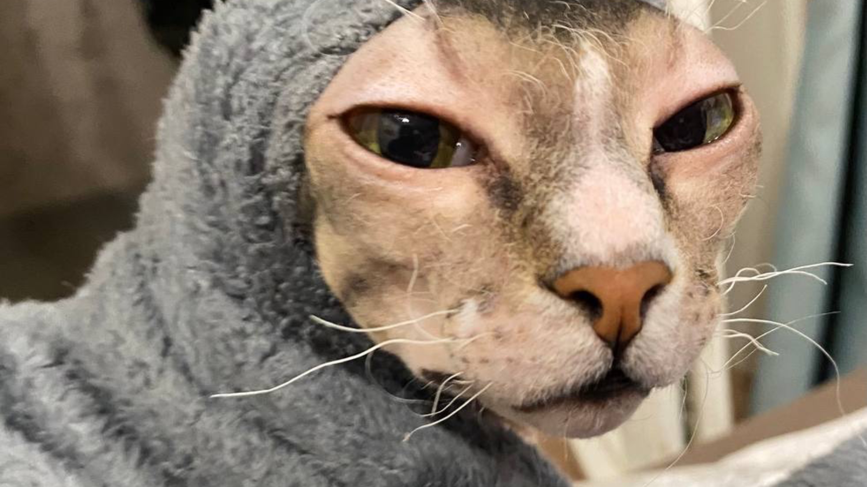 Лысый и Пушистая друзья! Кот Валера не любит купаться!