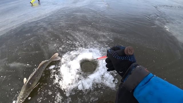 НАШЛИ КРУПНЯК!!! ЭТО ЛУЧШАЯ ЗИМНЯЯ РЫБАЛКА! Ловля судака. Зимняя рыбалка.