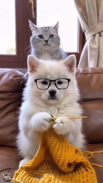 Танцующие котики