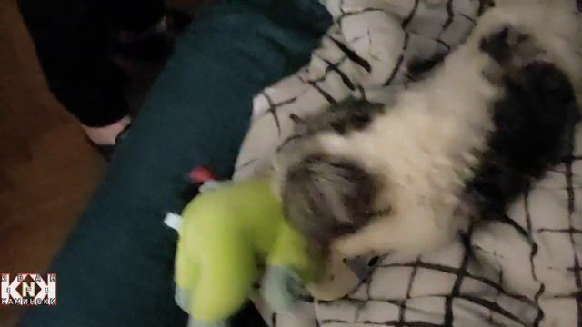 061223/Как Коржик играется с этим осликом\9808