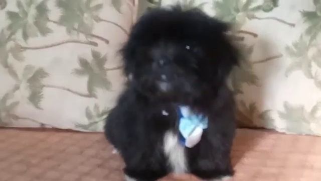 lhasa apso machinho black #canilursinhospuppies !