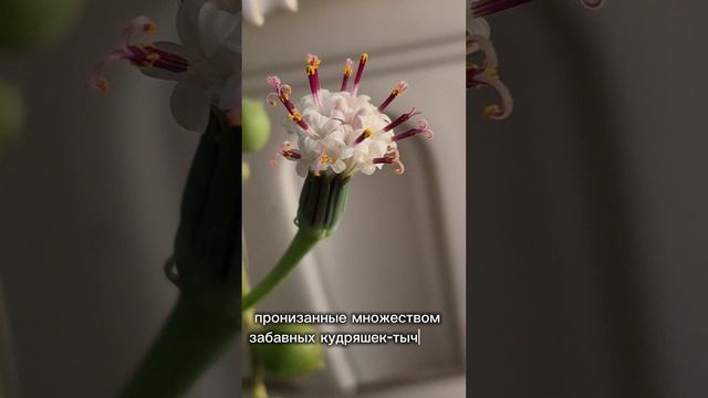 Крестовник Роули