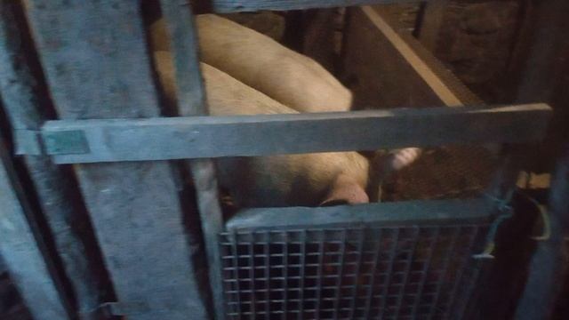 Также в разговорной речи свинарником могут называть грязное, неопрятное помещение, беспорядок, грязь