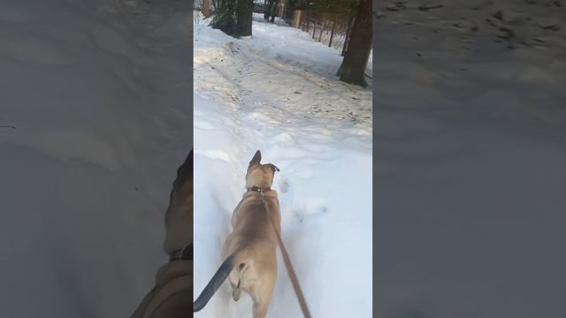 Кадебо на передержке. Фрязино МО.