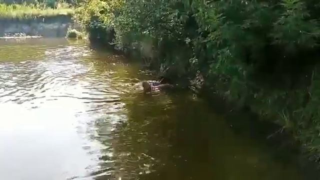 Босерон- спасатель!