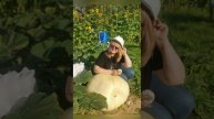 Тыквоводы гигантоводы в России