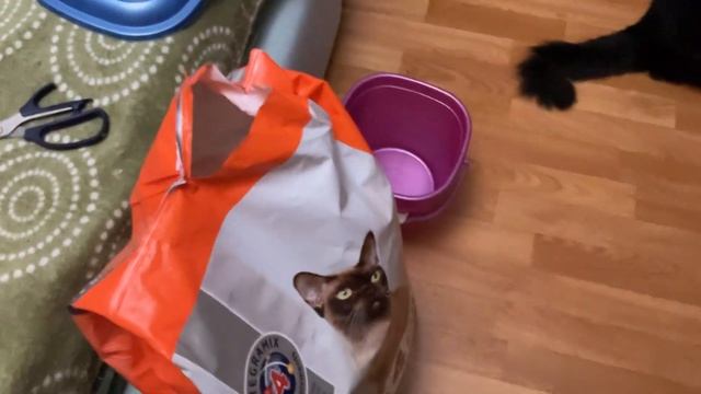 Котики Распечатала новый мешок с кормом 14 кг Котикам нравится