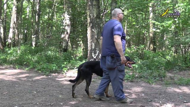 Тригер 82 и Босерон, рядом и апортировка, в тему управления двумя собаками