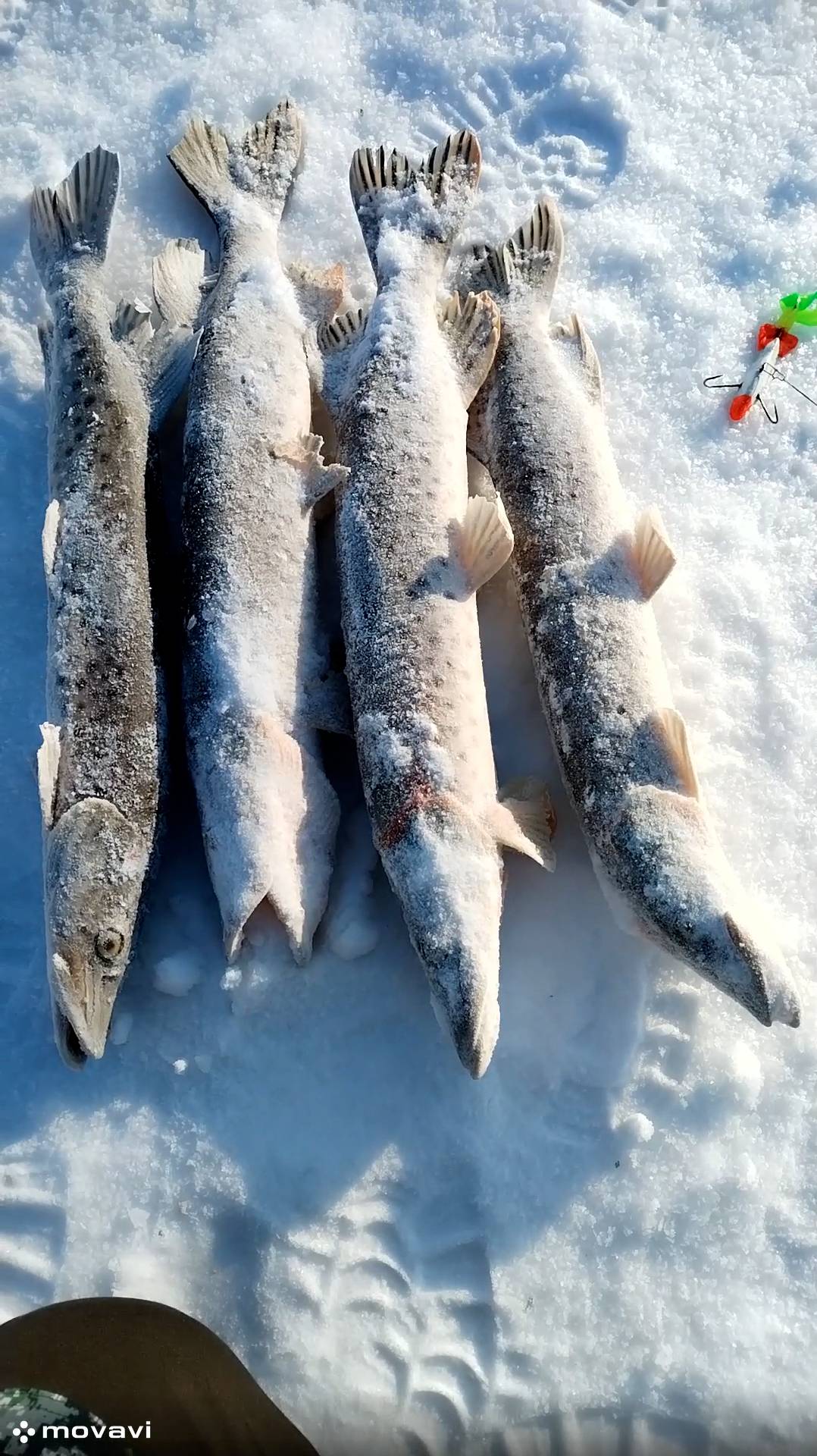 Ловля щуки конец января