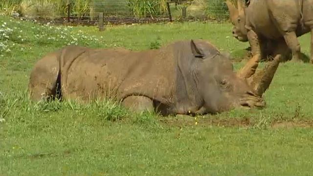 This is Britain - Animals and Pets