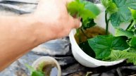 Клонирование как способ получения рассады огурца.