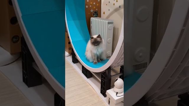 Кошка притворяется что не умеет бегать на колесе, она же ночью