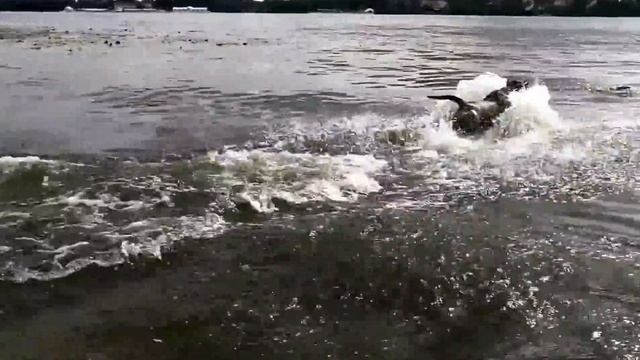 Копия видео Кадебо Брюс и Нэми на Днепре.