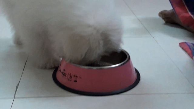 My Choco, the Lhasa Apso.