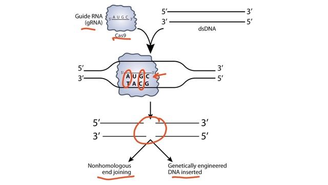 Section VI - CRISPR Cas9 & Molecular Cloning